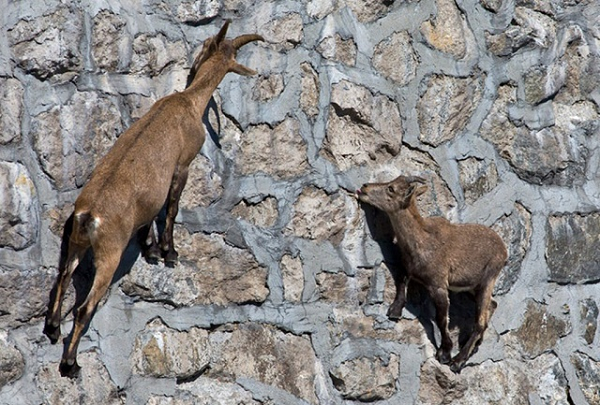 De Ibex mao hiem mang song, leo doc thang dung vi thu kho tin nay-Hinh-3