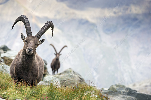 De Ibex mao hiem mang song, leo doc thang dung vi thu kho tin nay-Hinh-8