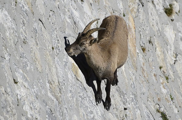 De Ibex mao hiem mang song, leo doc thang dung vi thu kho tin nay