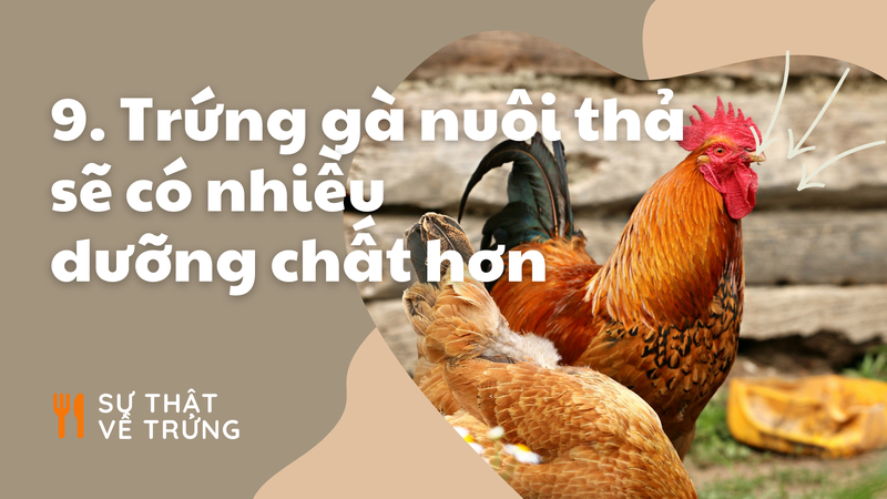 “Khoa hoc ve nau an” va nhung dieu thu vi cua qua trung-Hinh-9