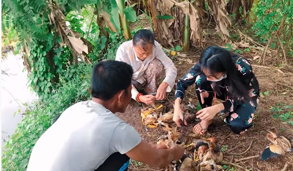 Dac diem cua co lua Thuy Tien treo nguoc dem phong sinh-Hinh-3