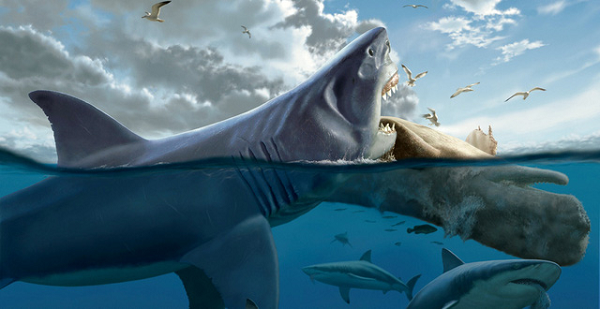 Tiet lo soc: Sieu ca map Megalodon con song, dang nau minh duoi dai duong?-Hinh-2