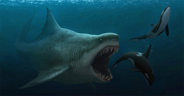 Tiet lo soc: Sieu ca map Megalodon con song, dang nau minh duoi dai duong?