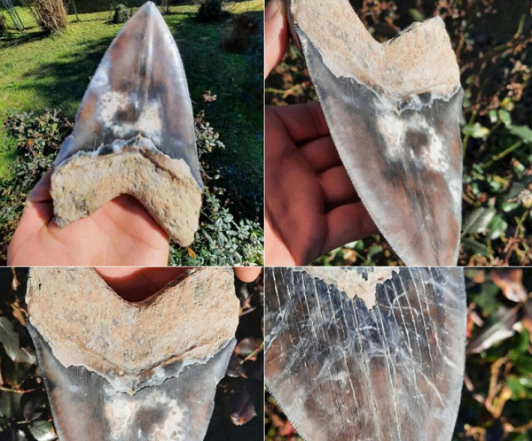 Nhat da la, vo oa khi biet la cua quy tu “quai vat” Megalodon-Hinh-4