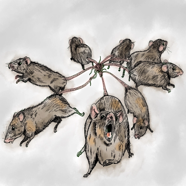 Phát hiện ra sáu con sóc bị buộc đuôi vào nhau giống hệt với huyền thoại  Rat King  Vua Chuột trong lịch sử loài người