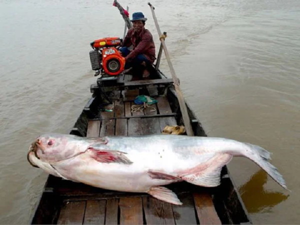 Kinh ngac nhung lan thuy quai khong lo sa luoi ngu dan Viet-Hinh-9