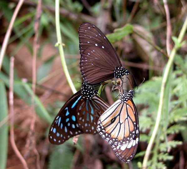 Bat ngo loai buom xinh nhu thien than nhung hung du nhat the gian-Hinh-3