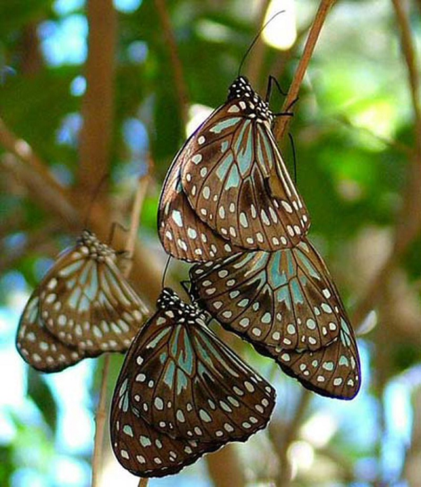 Bat ngo loai buom xinh nhu thien than nhung hung du nhat the gian-Hinh-9