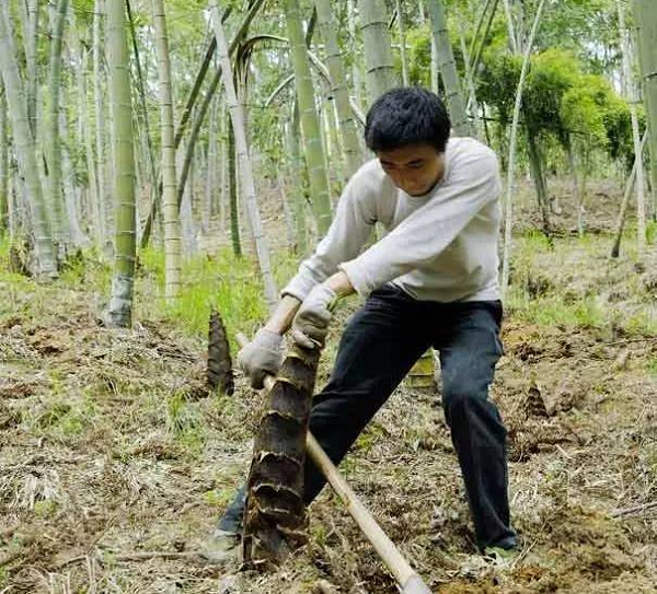 Dao duoc 2 qua “trung mau” tien ty, ong lao doi doi trong nhay mat