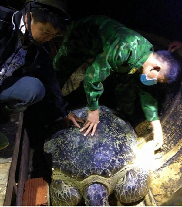 Rua 120 kg sa luoi o Quang Binh: Hiem sao tha ngay ve bien Dong?-Hinh-3