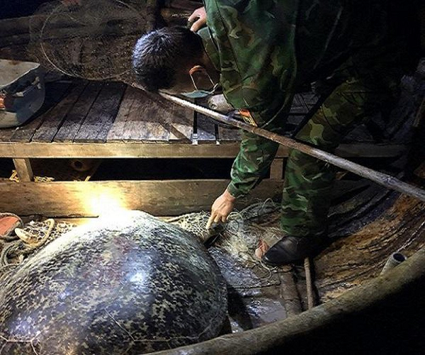 Rua 120 kg sa luoi o Quang Binh: Hiem sao tha ngay ve bien Dong?-Hinh-4