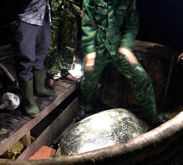 Rua 120 kg sa luoi o Quang Binh: Hiem sao tha ngay ve bien Dong?