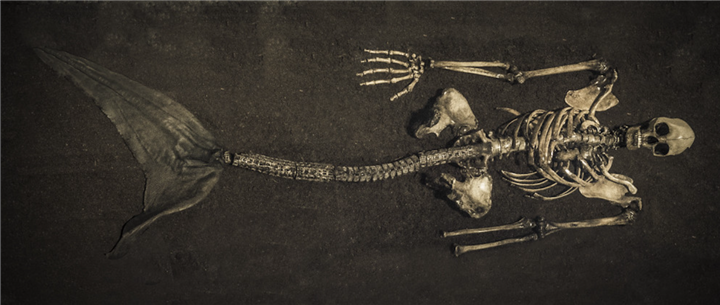 In Iceland, mermaid bones were found by archaeologists, finally solving a centennial mystery - T-News