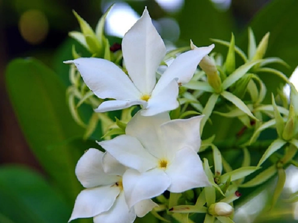 Ghe so ve dep chet nguoi cua loai cay mang ten “tu sat“-Hinh-4