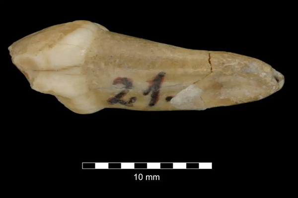 Bat ngo loai nguoi co Neanderthals: Moi 4 thang tuoi da la “sieu nhan”-Hinh-2