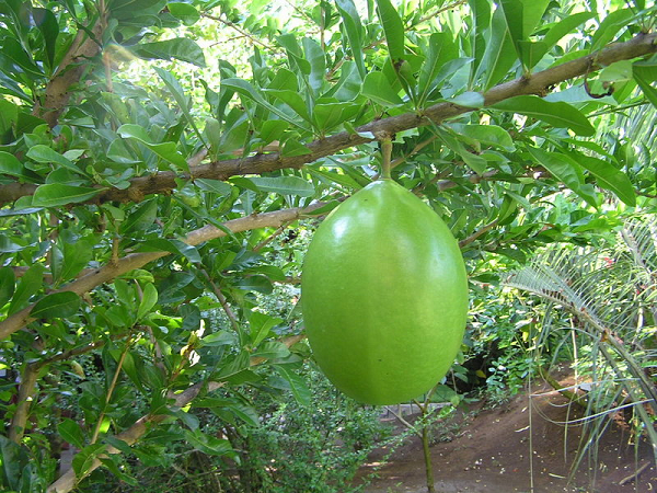 Loai qua “tien duoc” muon an phai dung cua: Viet Nam co nhieu!-Hinh-9