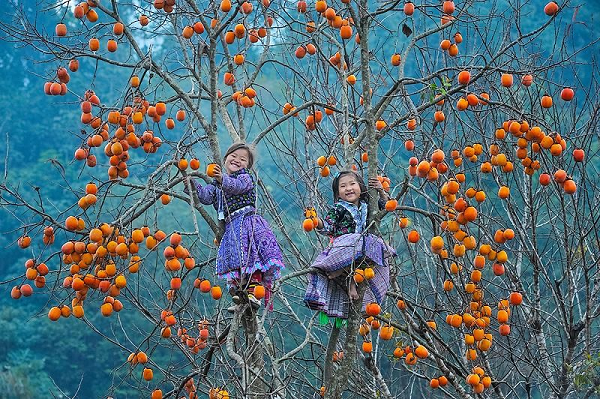 Trong cay That Tuyet co nhan khuyen, gia chu huong phuc tron doi-Hinh-8