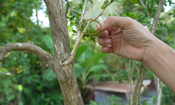 Cay nguyet que o Ben Tre 