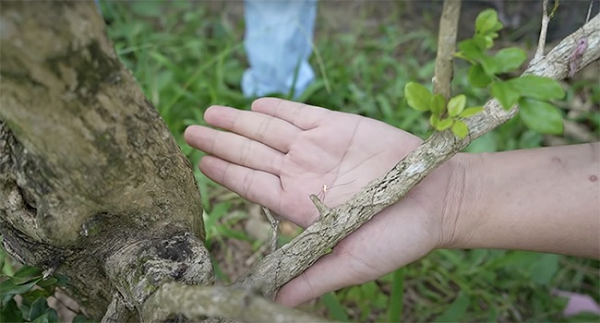 Cay nguyet que o Ben Tre 