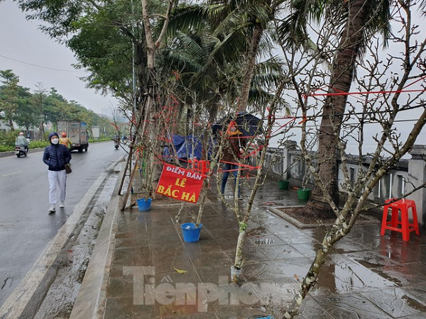 Ngam hoa le tien trieu xuong Thu do sau Tet-Hinh-4