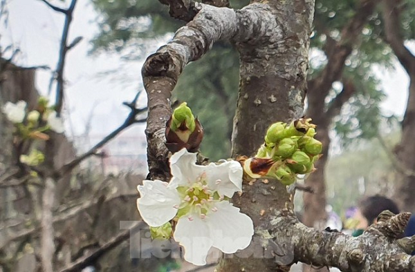 Ngam hoa le tien trieu xuong Thu do sau Tet-Hinh-7