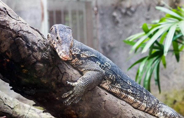 Loai bo sat vua duoc dan giao nop o Kien Giang, quy hiem sao?