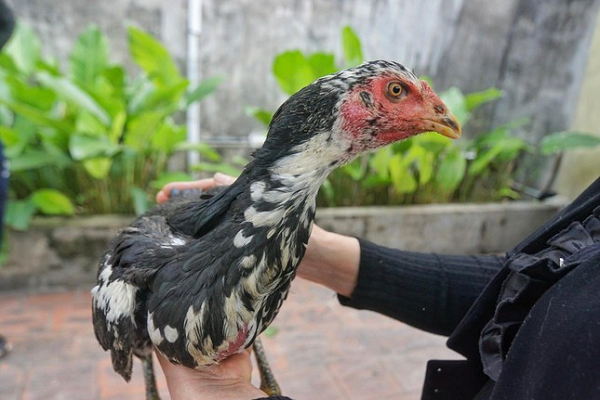 Ly giai bat ngo vu ga choi Bac Giang de 7 qua trung/ngay