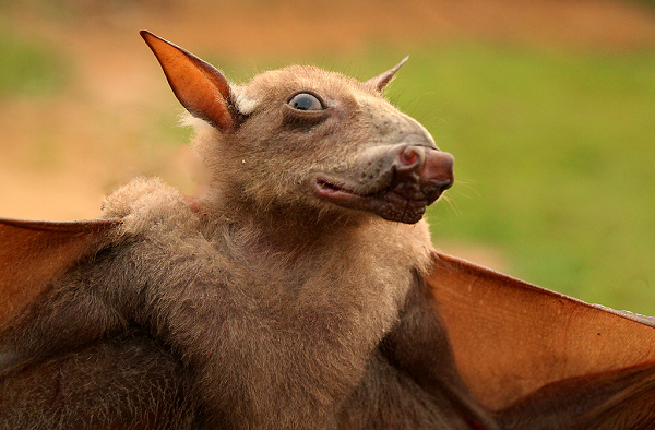 Bat duoc sinh vat minh doi dau ngua ky di gay sot cong dong mang-Hinh-10