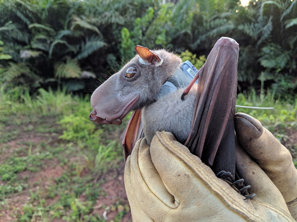 Bat duoc sinh vat minh doi dau ngua ky di gay sot cong dong mang-Hinh-3