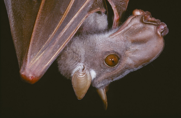 Bat duoc sinh vat minh doi dau ngua ky di gay sot cong dong mang-Hinh-8