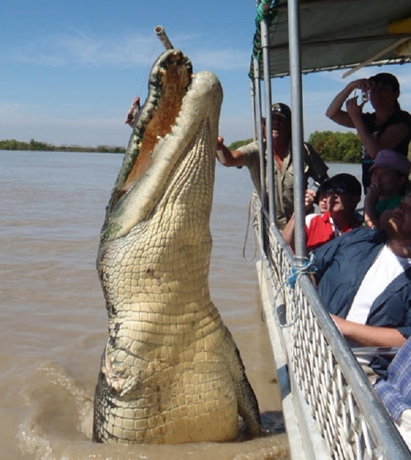 Phat hoang nhung loai dong vat bong hoa khong lo nhu quai vat