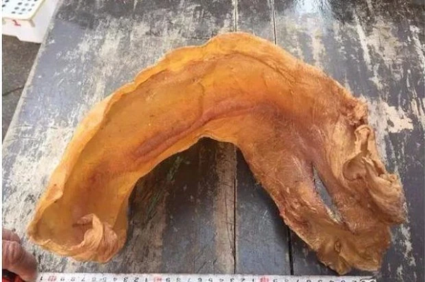 Cả thế giới khát khao sở hữu loài cá đắt đỏ nhất Việt Nam này - Hình 10 Ca the gioi khat khao so huu loai ca dat do nhat Viet Nam nay-Hinh-10