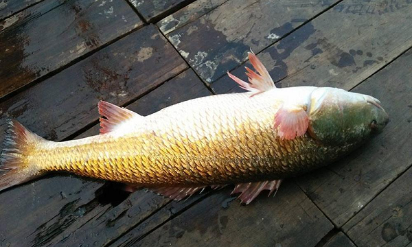Cả thế giới khát khao sở hữu loài cá đắt đỏ nhất Việt Nam này - Hình 11 Ca the gioi khat khao so huu loai ca dat do nhat Viet Nam nay-Hinh-11