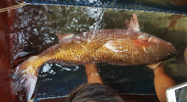 Cả thế giới khát khao sở hữu loài cá đắt đỏ nhất Việt Nam này - Hình 12 Ca the gioi khat khao so huu loai ca dat do nhat Viet Nam nay-Hinh-12