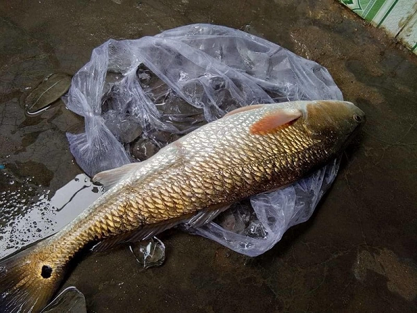 Cả thế giới khát khao sở hữu loài cá đắt đỏ nhất Việt Nam này - Hình 5 Ca the gioi khat khao so huu loai ca dat do nhat Viet Nam nay-Hinh-5