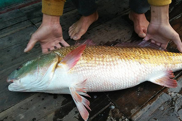 Cả thế giới khát khao sở hữu loài cá đắt đỏ nhất Việt Nam này - Hình 6 Ca the gioi khat khao so huu loai ca dat do nhat Viet Nam nay-Hinh-6