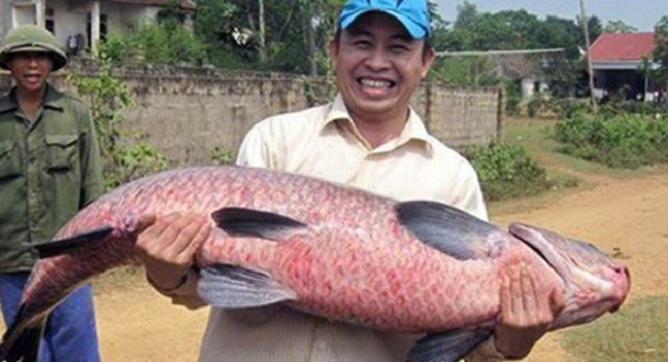 Nhung lan ca “khung” sa luoi ngu dan Viet khien du luan ngo ngang-Hinh-5