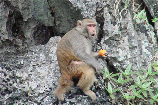 Bao ton 3 loai khi Macaca o Vuon quoc gia Ben En: cuc quy hiem!-Hinh-9