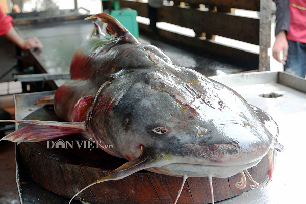 Giat thot minh loat “thuy quai” khung nhat song Da mac luoi ngu dan-Hinh-2