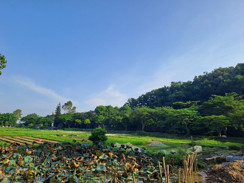 Hoa giai loi nguyen da noi luu truyen bao nam o Hai Phong-Hinh-2