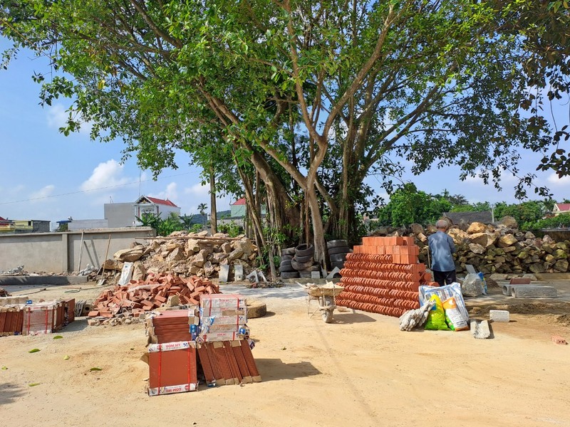 Hoa giai loi nguyen da noi luu truyen bao nam o Hai Phong-Hinh-3