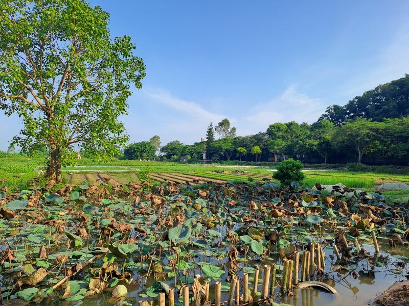 Hoa giai loi nguyen da noi luu truyen bao nam o Hai Phong-Hinh-8