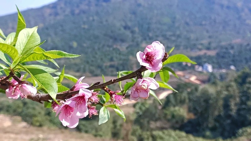 Don Tet som cung dong bao dan toc Dao noi bien gioi Binh Lieu-Hinh-6