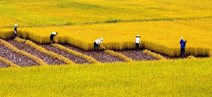 Hai Phong: Khuyen khich cac doanh nghiep dau tu vao san pham nong nghiep