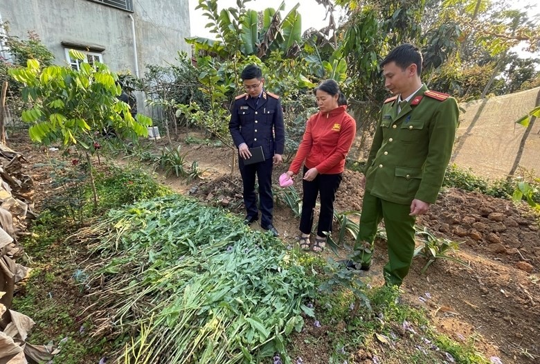 Hai Phong: Thanh nien thue dat dam nuoi tom de trong can sa