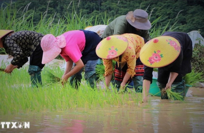 Ruong bac thang Khun Ha vao mua nuoc do-Hinh-2