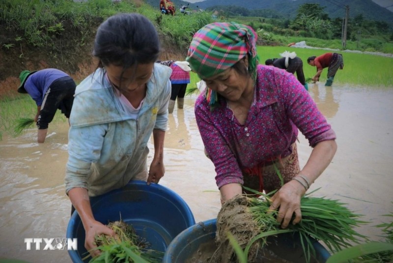 Ruong bac thang Khun Ha vao mua nuoc do-Hinh-3