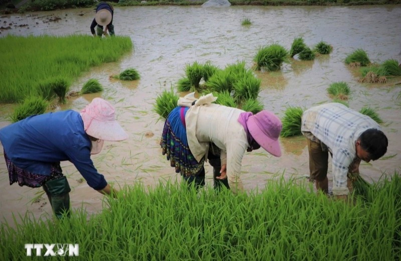 Ruong bac thang Khun Ha vao mua nuoc do-Hinh-7