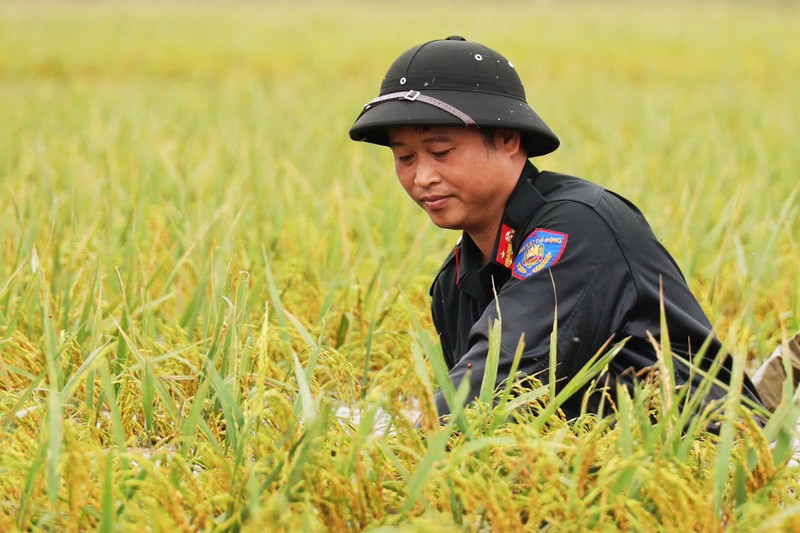 Canh dong Chuong My ngap sau, cac chien si canh sat giup dan gat lua-Hinh-2