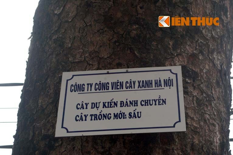 Hai huoc cay chet kho van con... xin y kien dan-Hinh-10